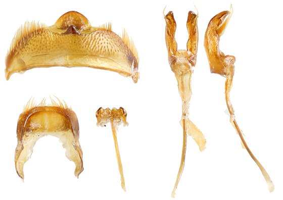 Amphicrossus_hisamatsui_male_genitalia